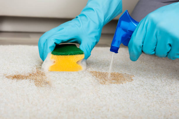 Technician treating a stain on cut pile carpet